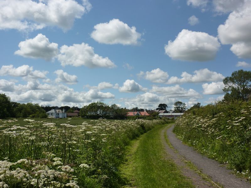 A narrow country lane bordered by cow parsley and hedges, with Cockburnspath visible ahead under a bright summer sky.