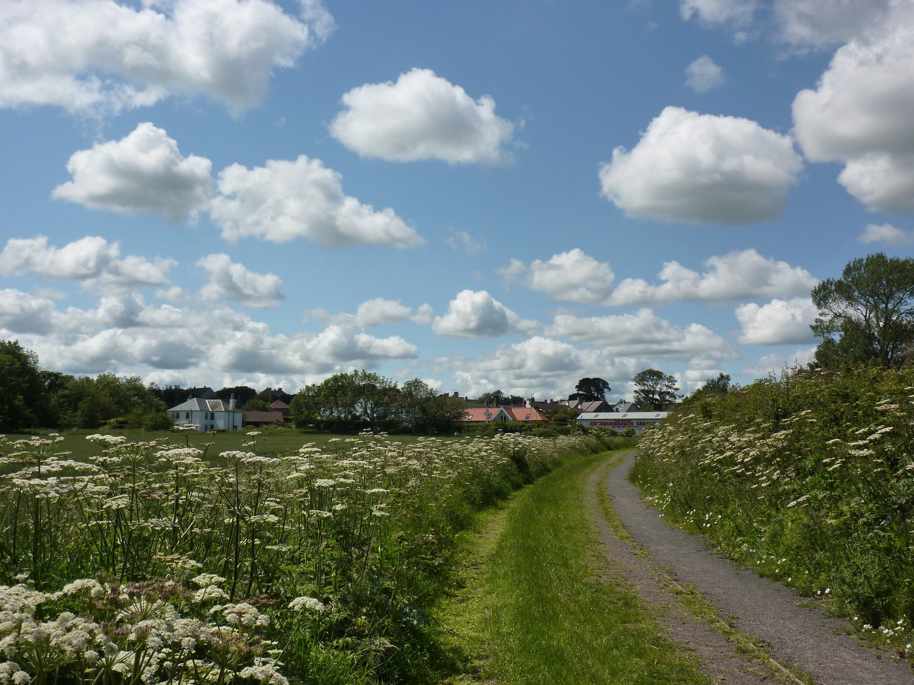 A narrow country lane bordered by cow parsley and hedges, with Cockburnspath visible ahead under a bright summer sky.